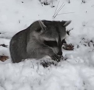 ��������� ����������, ����� ������ ��������� �� ���������