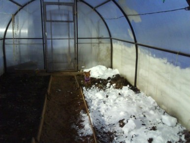 Снеговые секреты для теплиц: стоит ли засыпать зимой?
