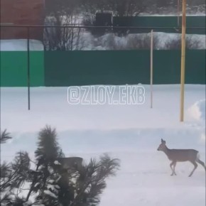 ��� ����� ����� ������ �������� � ������� ���������� ��� ������������