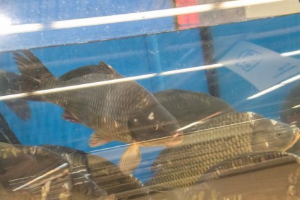 ��� �������� ����� ��� ������: ������������ ���� �� ����������������� ��������