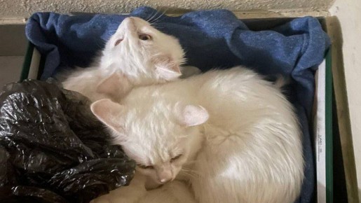 ���������� ��������� ����� ��������� �� ����� � �����������