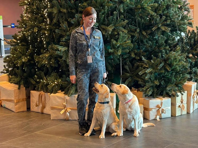 Собаку, обученную в Кольцово, отправили служить в аэропорт Камчатки Собаку, обученную в Кольцово, отправили служить в аэропорт Камчатки