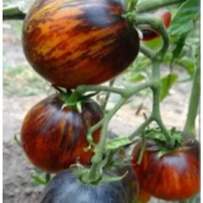 ����� ������: ���������� ���������� �������� ��� ������ �����������