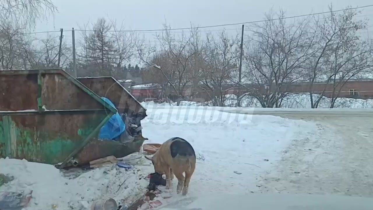 Хрюшки-беспризорники останутся на улицах Ревды еще минимум на 2 месяца из-за бюрократии