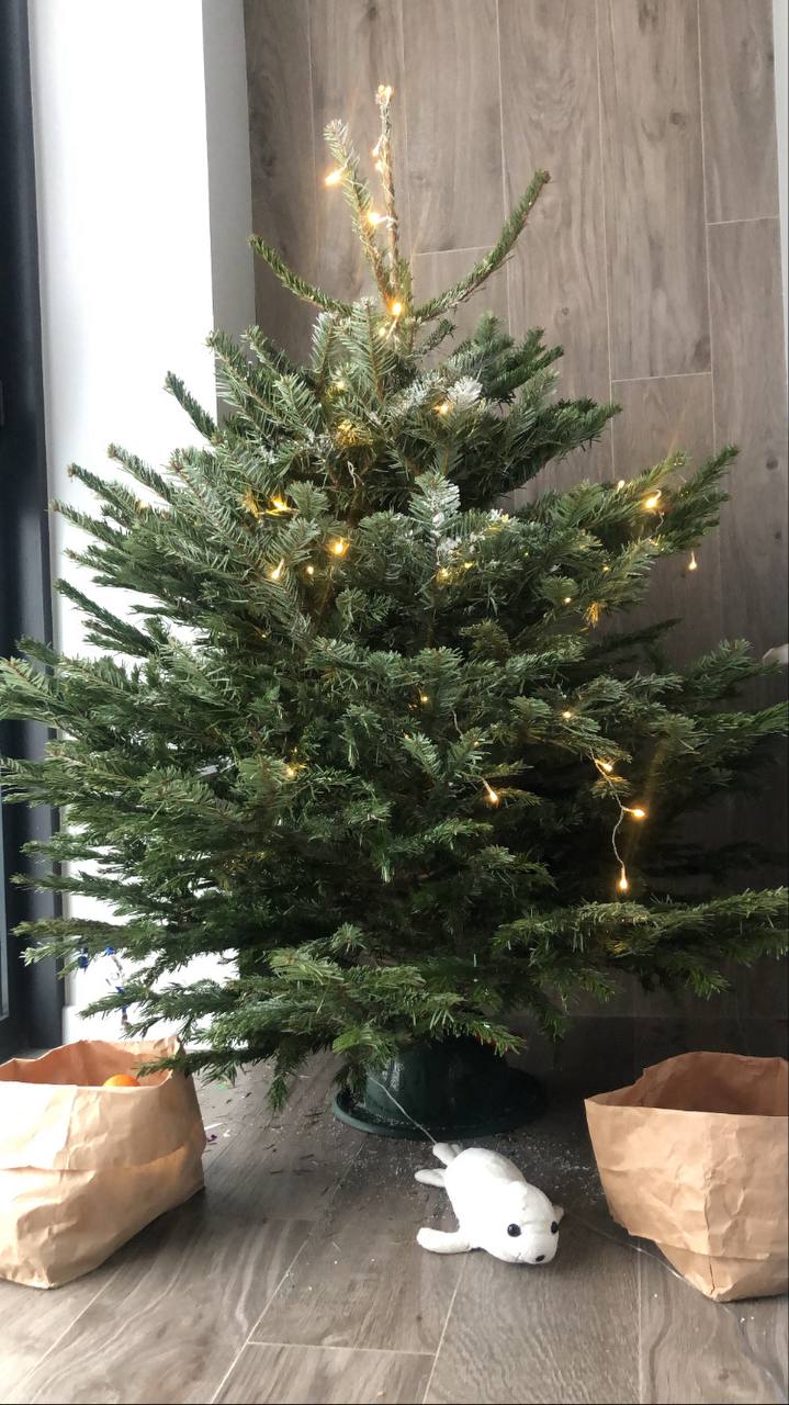 Почти 13 тысяч новогодних деревьев заготовили жители Свердловской области для украшения домов