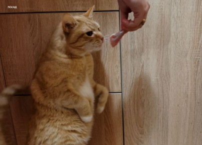 ������������� ������� �����: ��������� ����� ��� ���������