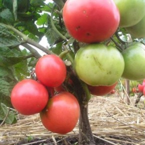 ������ ����� � �����: ������� ����� ������ ������ �������