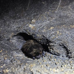 ������� �����, ��������� � ������� ����� ������������ �������, ������� ��� ��������� ������