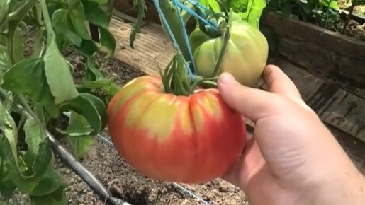 ������ �������: 15 ������ ������������� ������� ��� ������ ����