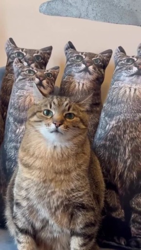 � ������ ����� ���������� ����� �������� �������� � ���������