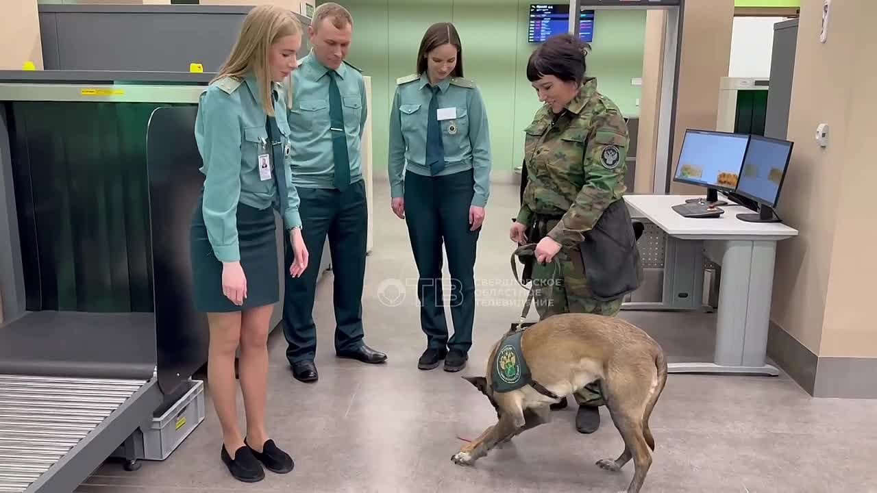 Вот это старость: золотую цепь с бриллиантами вручили ушедшей на пенсию служебной собаке Норвегии