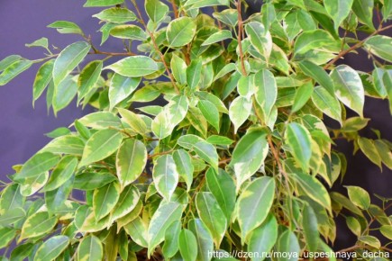 ��� ���������� ����������� ������ ���������� ������� ��� ����������