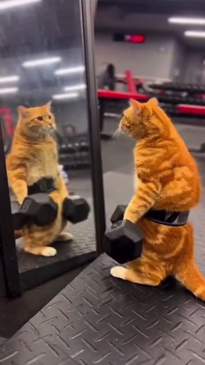 Нейросеть показала, как коты готовятся к марту