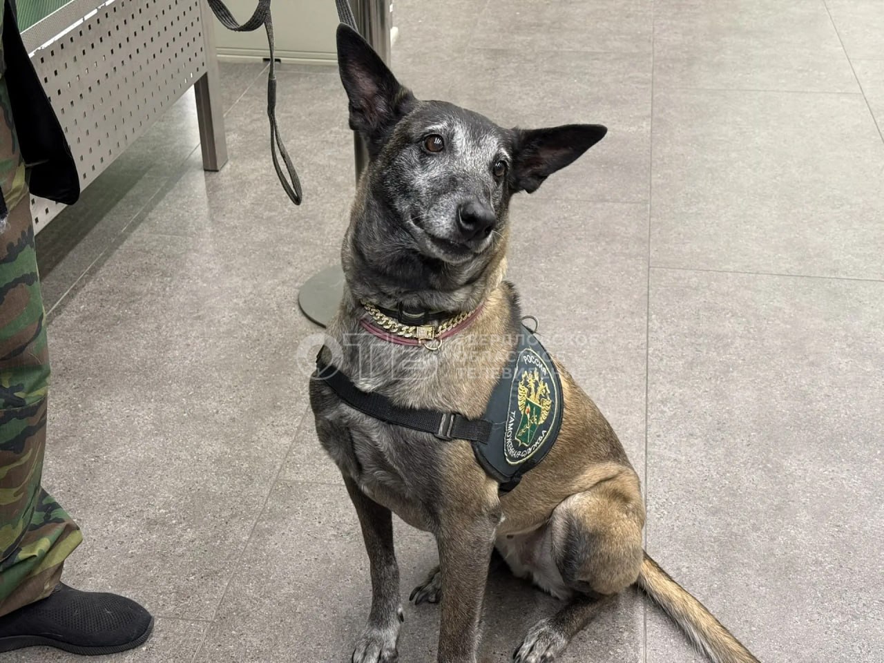 Вот это старость: золотую цепь с бриллиантами вручили ушедшей на пенсию служебной собаке Норвегии Вот это старость: золотую цепь с бриллиантами вручили ушедшей на пенсию служебной собаке Норвегии