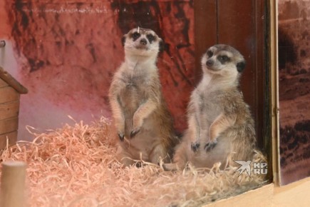 Студенты и Татьяны смогут посетить Екатеринбургский зоопарк бесплатно