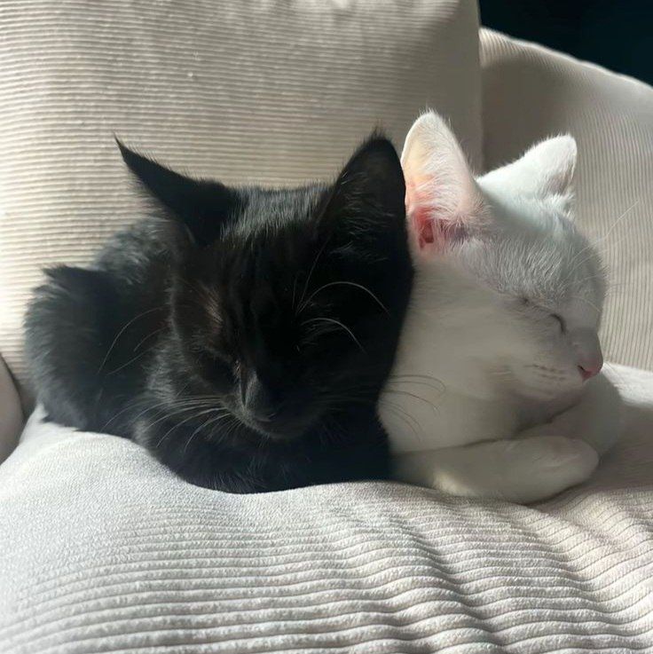 День супругов отмечается сегодня!