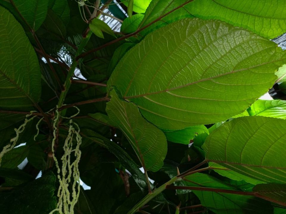 Тропическая крапива цветет в оранжереях Ботанического сада