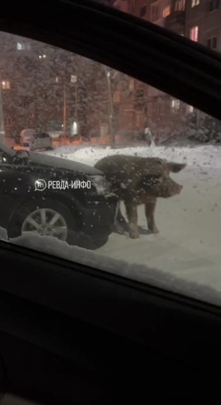 Это видео надо смотреть только со звуком!
