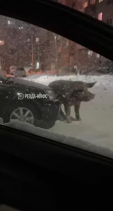 Ничего необычного, просто свин чешет свою тушку о чью-то машину в Свердловской области