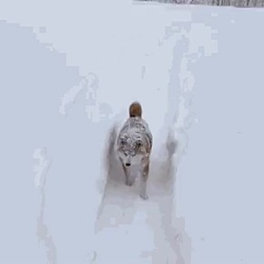 ����������� �����, ���������� ������ ������, ����������� �� ����