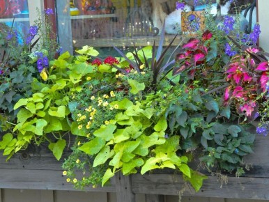 ���� ������� ��� ��������� ����������� ���������� � ������