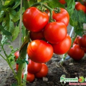 Томат Сибирский грунтовой красный как надежный выбор для открытого грунта
