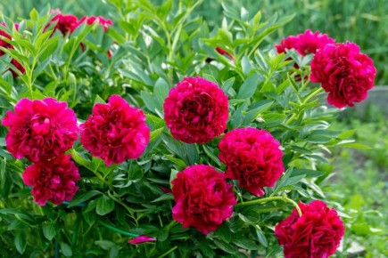 После цветения пиона: как обрезка увядших бутонов дарит больше бутона в следующем году