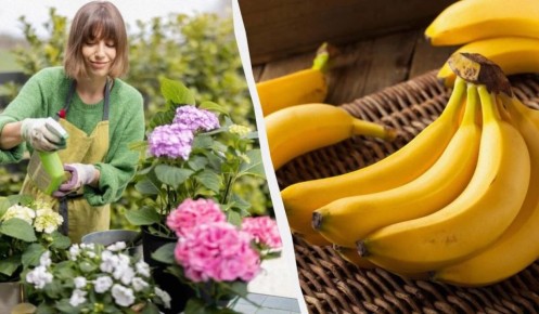 ��������� ������ �������� ����������: ������� �������� ������ ��� ������� ��������