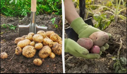 ������ ��������� ����� �������� �� ������ � �������� ��������� ������� ����� ���