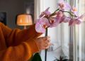 Как вернуть орхидею к жизни: проверенный рецепт для счастья