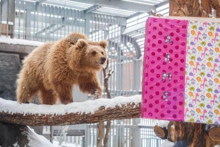 День рождения медведицы Алмы отметили в Екатеринбургском зоопарке