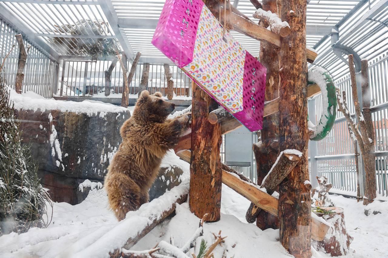 В Екатеринбургском зоопарке отметили день рождения медведицы Алмы В Екатеринбургском зоопарке отметили день рождения медведицы Алмы