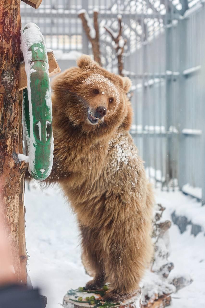 В Екатеринбургском зоопарке отметили день рождения медведицы Алмы В Екатеринбургском зоопарке отметили день рождения медведицы Алмы