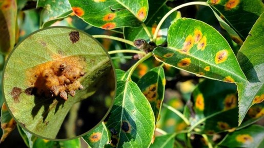 ��� ������������� �������� �� �����: ������ ��� ��������� � ������ ����