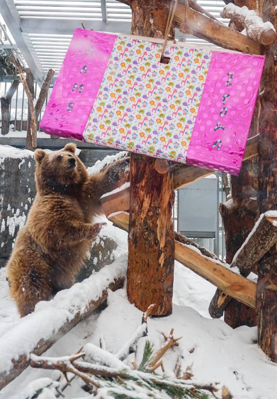 В Екатеринбургском зоопарке отметили день рождения медведицы Алмы