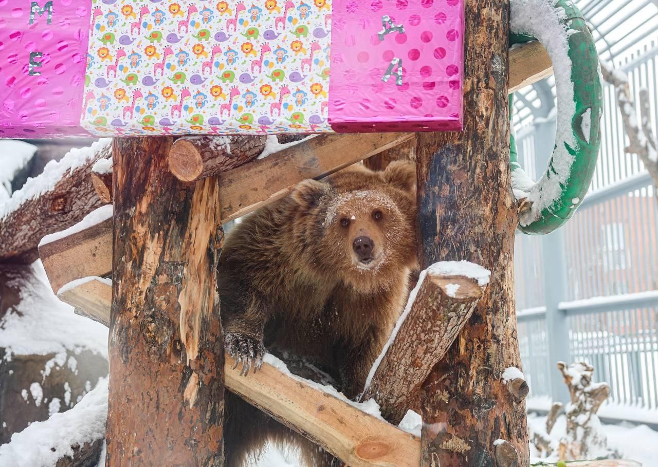 В Екатеринбургском зоопарке отметили день рождения медведицы Алмы В Екатеринбургском зоопарке отметили день рождения медведицы Алмы