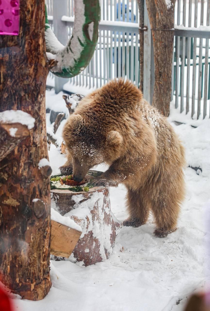 В Екатеринбургском зоопарке отметили день рождения медведицы Алмы В Екатеринбургском зоопарке отметили день рождения медведицы Алмы