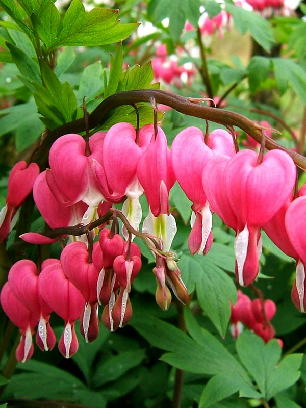 Краски осени: 10 растений, которые выдержат отсутствие солнца