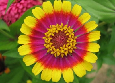 Искусство создавать оазис: 12 цветов для ленивого садовода