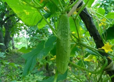 Как немецкие фермеры обеспечивают идеальный урожай огурцов