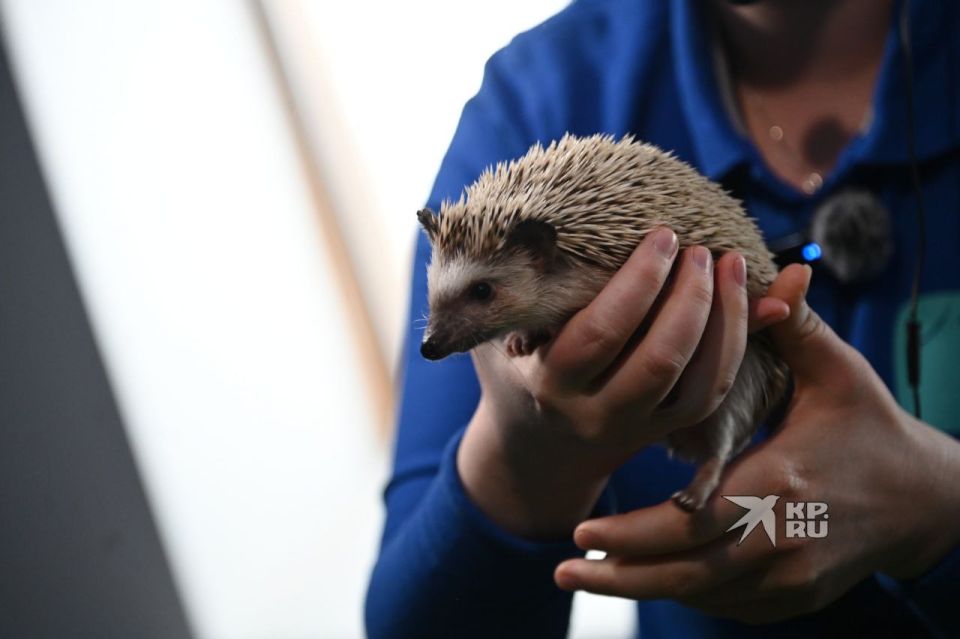 ���� ����� �� ����������������� �������� ����������� ������ �� �����