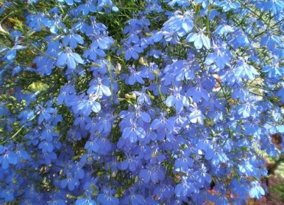 ������ ����� ��� ������ �� ������� � ������