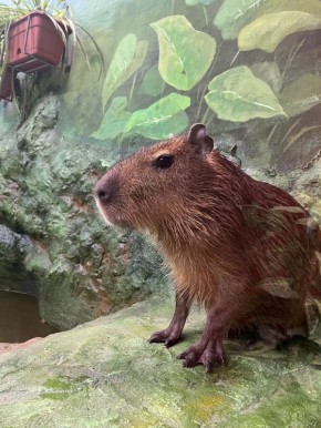 � ������������ �������� �������� ��� ����������