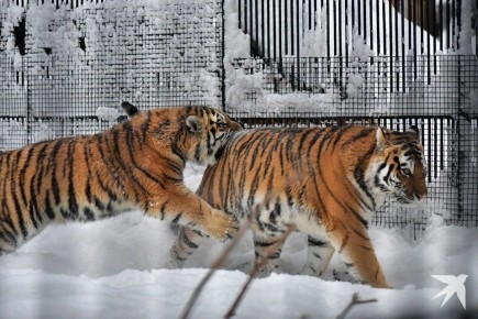 В Екатеринбургском зоопарке строят вольер для разведения амурских тигров
