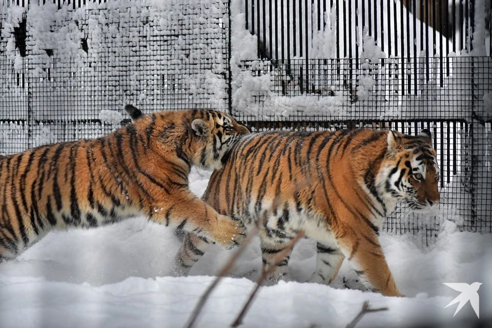 В Екатеринбургском зоопарке строят вольер для разведения амурских тигров
