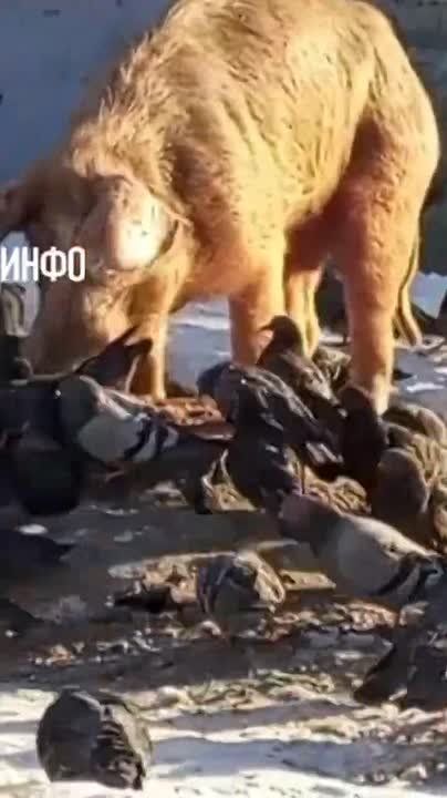 Хрюшки из Ревды стали настолько популярны, что им посвятили песню