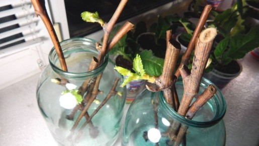 ��������� ������ ��� ������ ��������� ���������� ��������