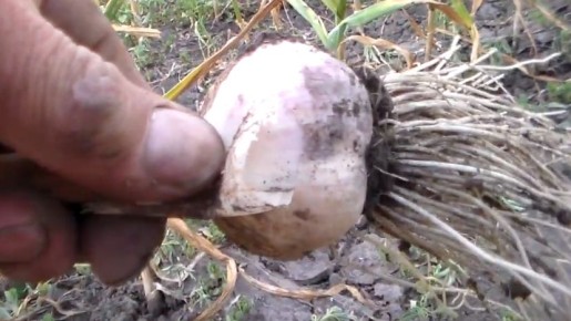 ������� ����� ������� �������: ��� �� �������� ������