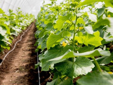 ������� ��� ��������� ��� ��� ��������: ������� ��������� ���������