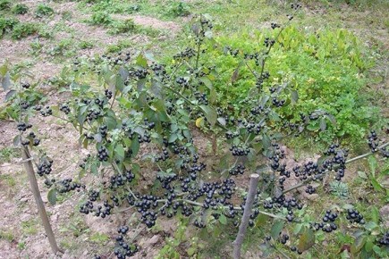 ������� ������� ��������: �� ���������� ����� �� ����������� ������������